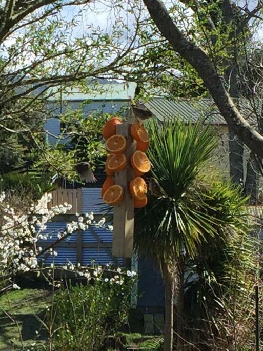 Appartement Union Street Hideaway à Waihi Extérieur photo
